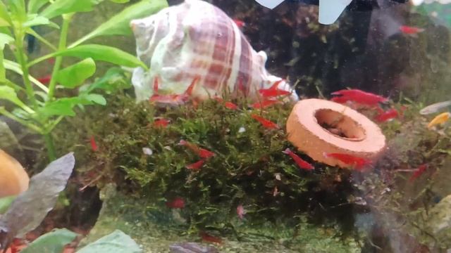 Aqua & Tera pepinojoe 🦐🐬🦐(1) смотреть онлайн