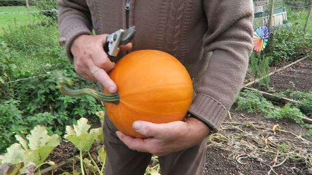 Apple, Pumpkin, And Squash Harvest. смотреть онлайн