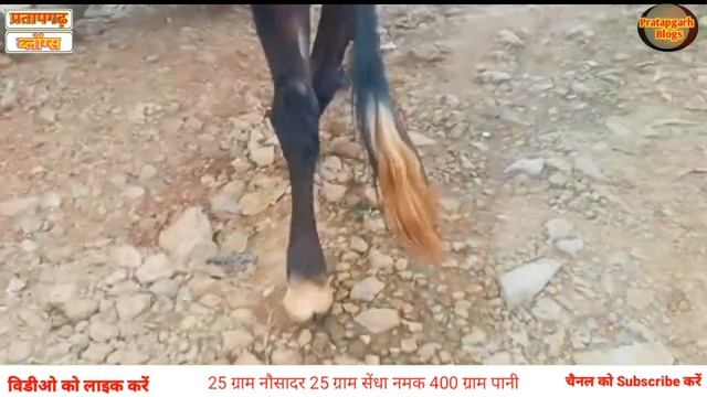 Cows and buffaloes are limping on their hind legs || gaay bhains langada kar chal rahi hai | KSP-13 смотреть онлайн