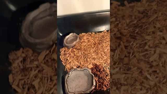 Good prep for the tortoise ￼ смотреть онлайн