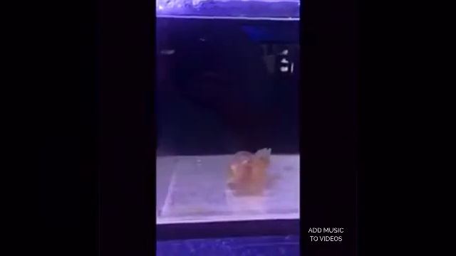A little fun here at aqua terra. смотреть онлайн