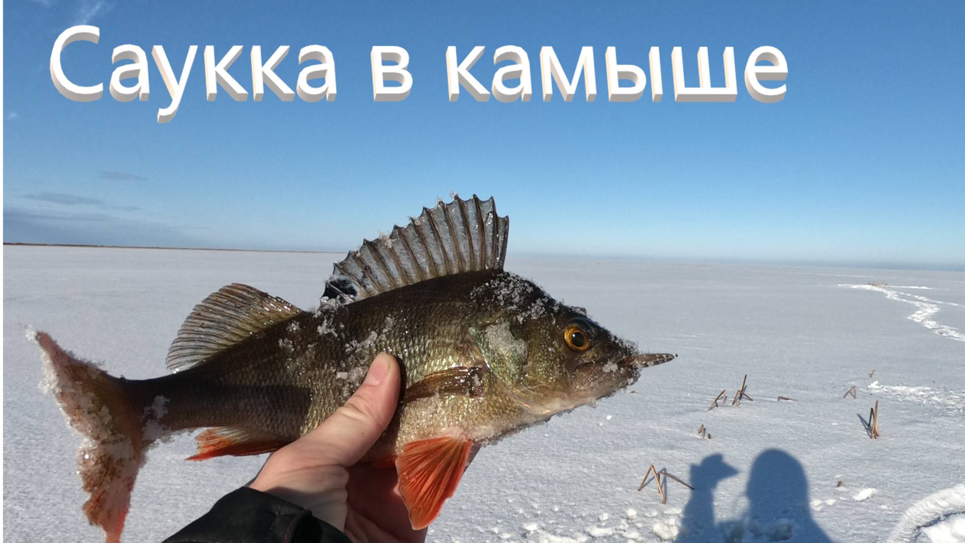 Ловля окуня в камыше на зимнюю блесну Саукка. Саукка 30 мм впай смотреть онлайн