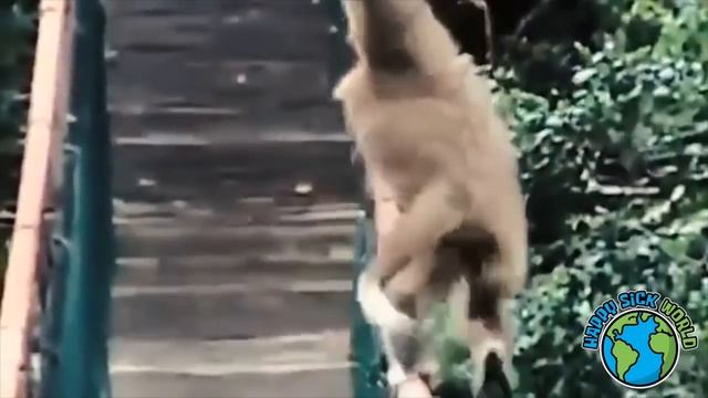 Monkey business * Happy Sick World No. 41 смотреть онлайн