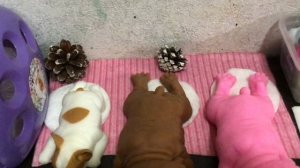 /УБИРАЕМ НОВОГОДНИЕ УКРАШЕНИЯ/СКВИШ СОБАЧКИ/