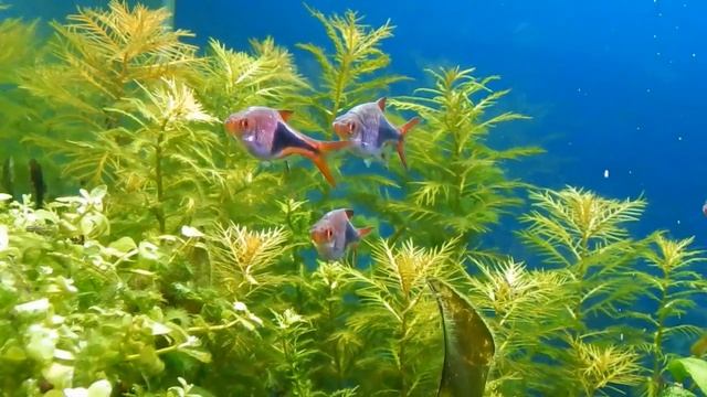 Живая кнопка youtube смотреть онлайн