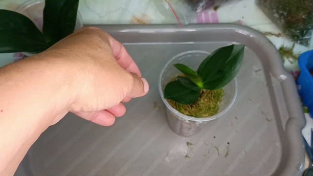 Розділяємо орхідею , пересадка підлітка