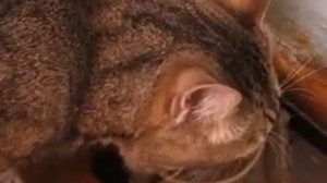 Кот пьет воду.