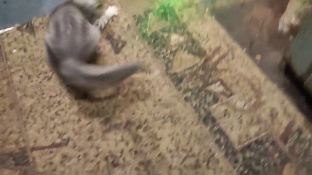 На улице ливень Внутри тепло..За игрищами котодеток наблюдать одно удовольствие)) смотреть онлайн