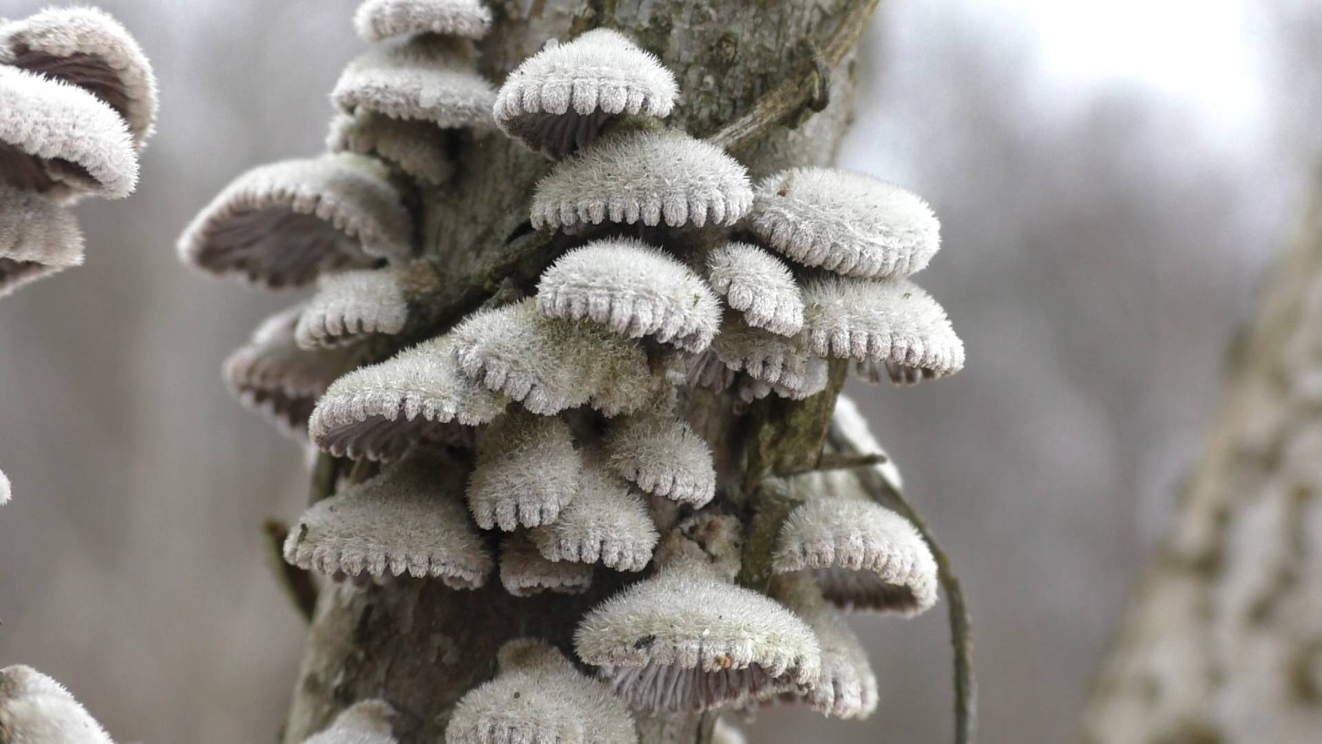 Конец января ГРИБЫ В ЛЕСУ! Мы сегодня с грибами! смотреть онлайн