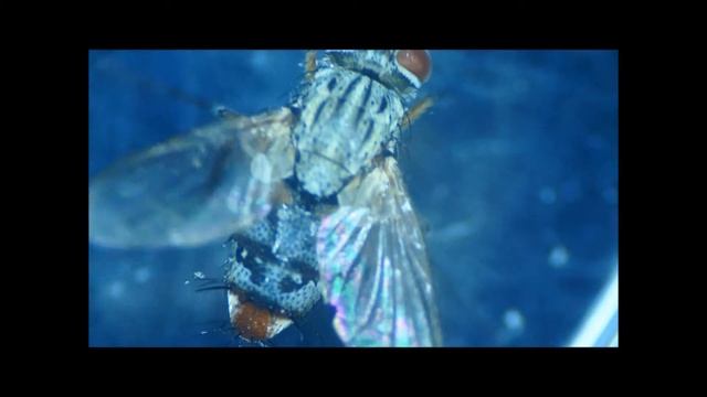 Stereo Microscope: Small Housefly смотреть онлайн