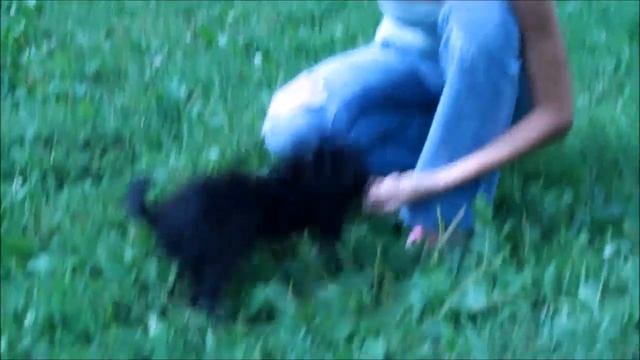 Москва семинар по Трюковой дрессировке и Танцам с собаками. 14/08/2016. Паньковой Ирины Павловны