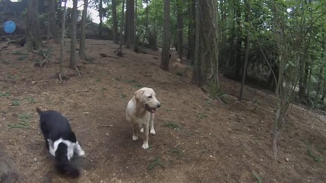 Animal Magnetizm Dog Daycare 8/31/15 C смотреть онлайн