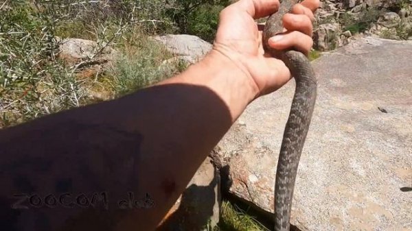 Гюрза из Нуратау. Нашел и не убил! В поисках необыкновенной змеи. Часть 2