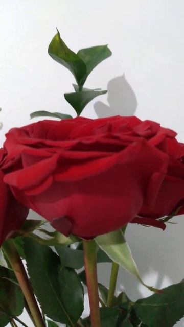 rosas frescas rojas смотреть онлайн