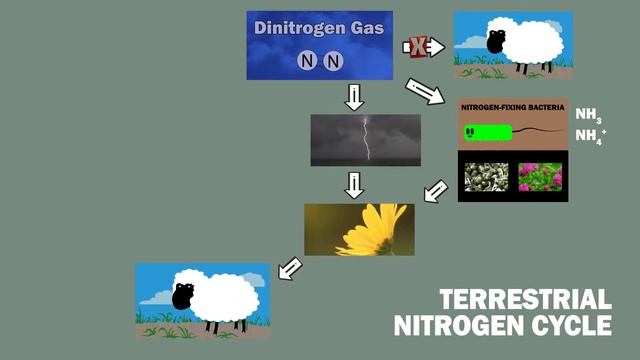 NITROGEN CYCLE in 90 Seconds! смотреть онлайн