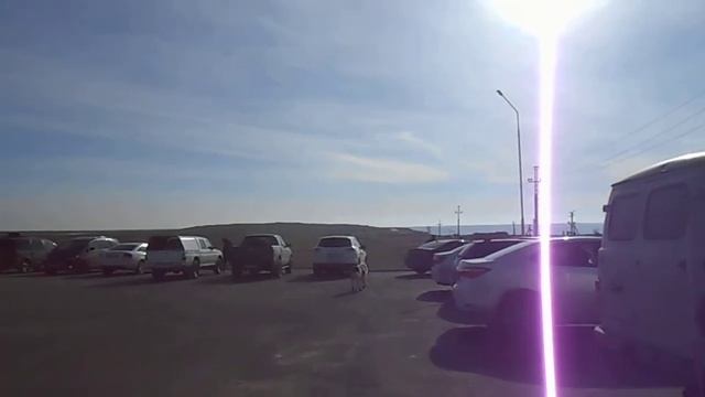 Бекет-Ата | Казахский төбет убегает с шельпеком в зубах