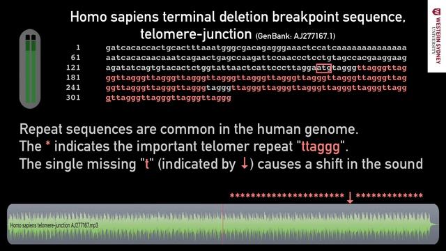 What does DNA sound like? 03 Repetitive Telomer смотреть онлайн