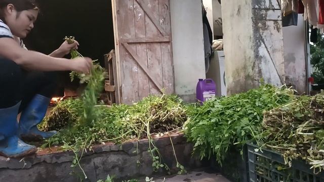 Cut celery wash vegetables to go to the market to sell - Thu Hien farm смотреть онлайн
