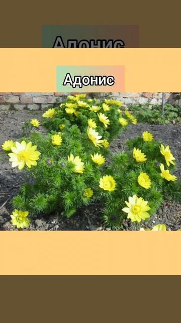 15 цветов, которые можно посеять осенью и не выращивать рассаду! #дача #сад #клумба смотреть онлайн