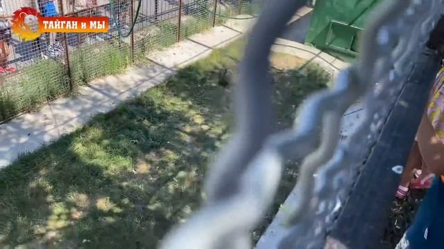 Провокация для Жорика 😂😂😂 Тайган смотреть онлайн