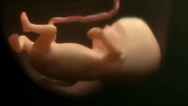 HOMILADORLIK DAVRI 3D VIDEO UZBEK TILIDA 1-40 HAFTAGACHA