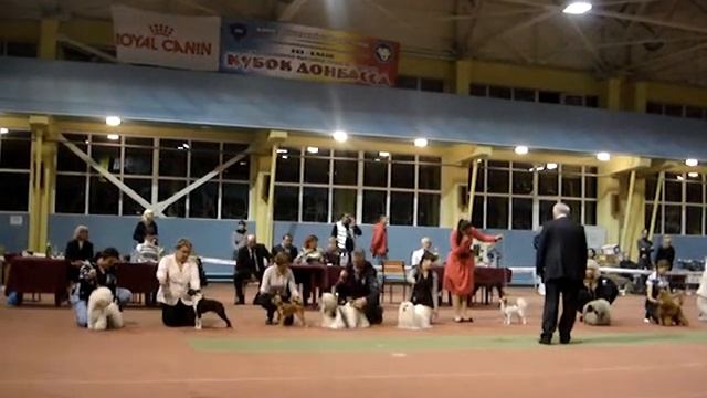 лхаса апсо BEST IX группы