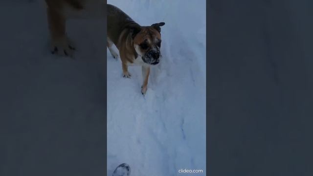 Ка де бо и сугробы