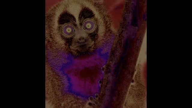 Monkey´s Business - Relaxation music with integrated animal sounds смотреть онлайн