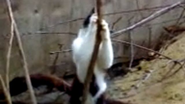 Кот смотреть онлайн