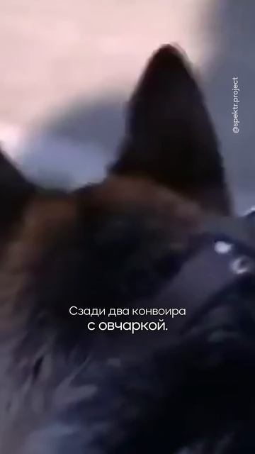 Как на зонах встречают тех, кто приехал на пожизненное #россия #тюрьма #shorts смотреть онлайн