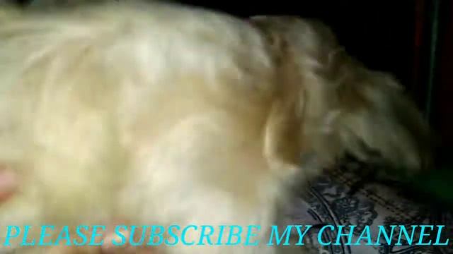 JEELY MY LHASA APSO FEMALE