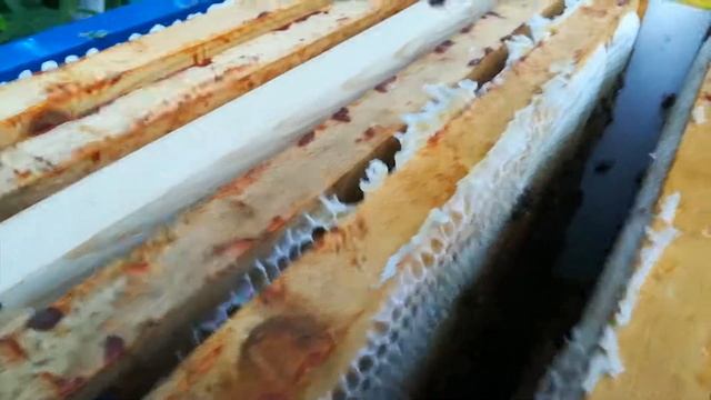 Верхний корпус улья. Проверка на готовность мёда. смотреть онлайн