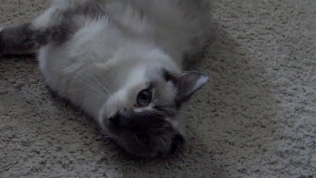 Pretty Princess Leeloo1209 смотреть онлайн