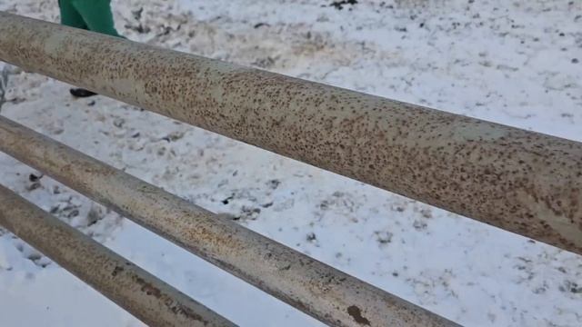 Ранчо на Урале/ Родился еще один жеребенок/ Отсортировали жеребят от нянек смотреть онлайн