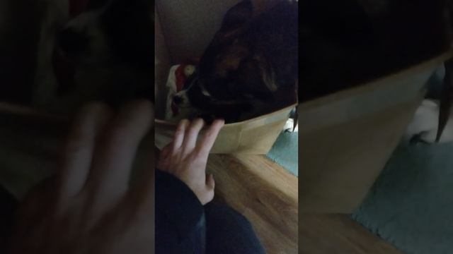 Пополнение в семье🥰🥰🥰