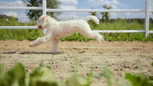 Evan Orange Bullet Abarth