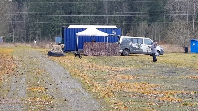 Entlebuchinpaimenkoira Alma Petotestissä 26.10.2019