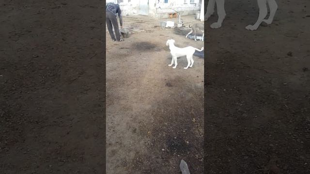 Щенки тазы от белова