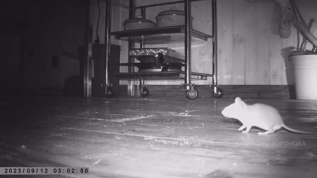 Ночью крысы и мыши в старом доме и выгуле смотреть онлайн