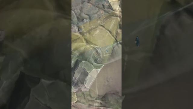 🔥INSANE DAMAGE!🔥|Pride Troopers Showcase|DB Legends смотреть онлайн