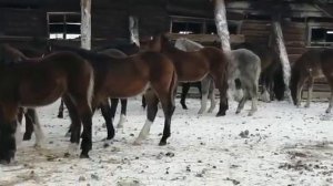 Продаю лошадей, кобыл, жеребят на экспорт в Узбекистан, ТС WhatsApp +79880749066