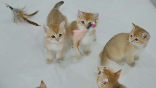 Cats 4k (Ultra HD)⎜Part 5⎜Relaxing Music⎜Earth from Above⎢Kittens, Sleepy Cats, Playful Cats 4k смотреть онлайн