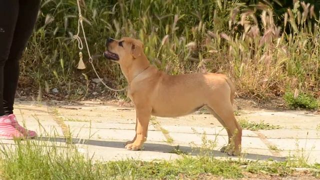 щенки ка де бо. питомник Astro Del Barcelona