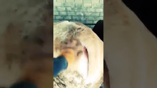 МОЩНЫЕ БЫЧКИ НА ОТКОРМЕ смотреть онлайн