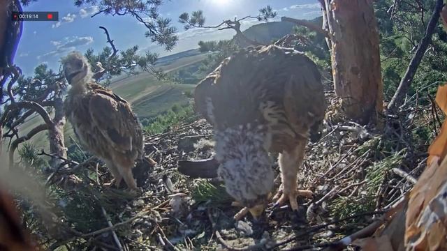 07.07.2021 Вечер в гнезде. Дети осваивают очень нужный навык - захват добычи лапой))) смотреть онлайн