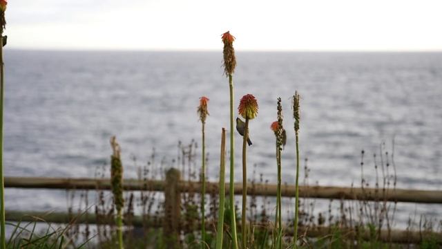 Dance Photoshoot /Sony a7iv + Vintage Minolta 45mm f2 Lens In Cape Town / ft Rory & Leda. смотреть онлайн