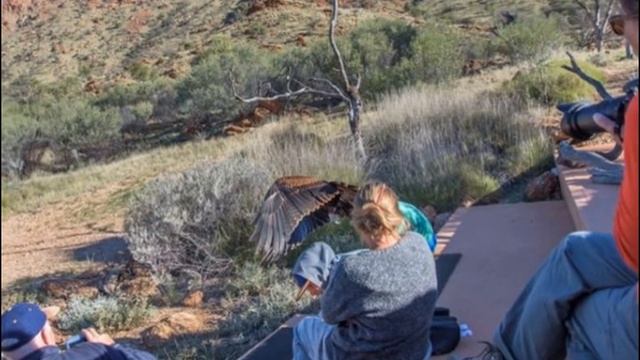 Eagle tries to carry off Australian boy смотреть онлайн