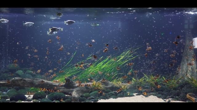 FEEDING 1 POUND of LIVE BLACK WORMS TO THE 800 GALLON AQUARIUM смотреть онлайн