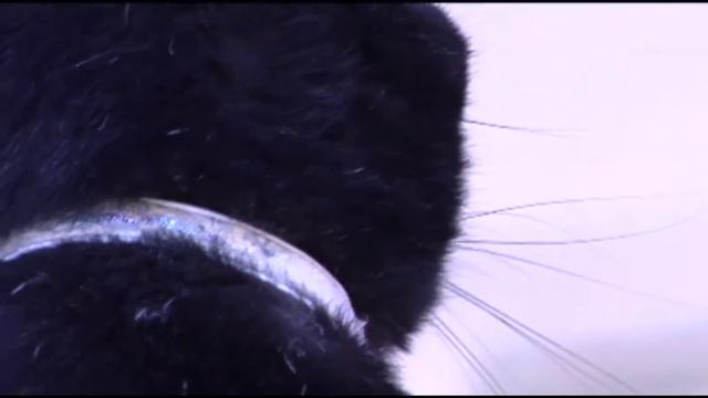 Woman charged after 36 dogs, 15 cats found in fake business смотреть онлайн