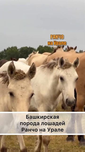 Какие же они все таки красивые. Башкирская лошадь#shorts смотреть онлайн